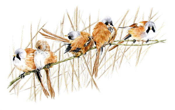 Bearded reedlings